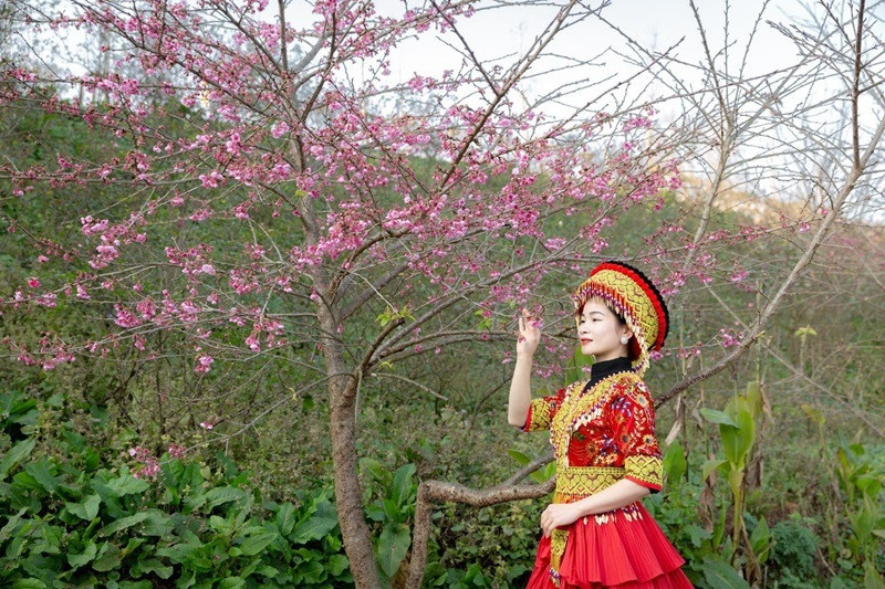 Du khách thích thú chụp ảnh bên vườn hoa đào Sapa tại Fansipan Legend