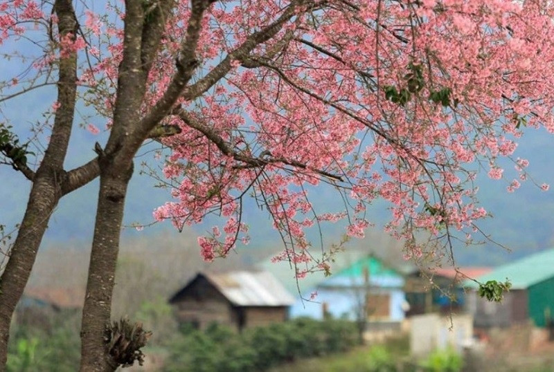Sắc hồng rực rỡ của hoa đào tại Núi Hàm Rồng Sapa